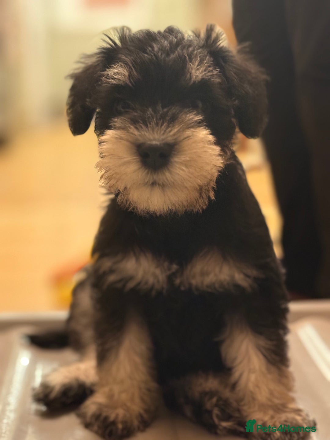 Miniature Schnauzer dogs for stud: Black and silver Miniature Schnauzer stud in Portsmouth - Image 10
