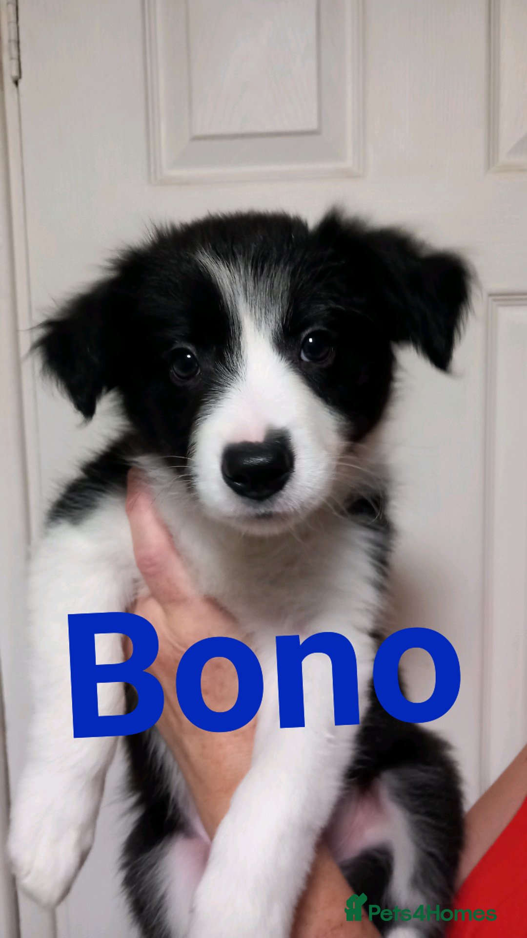 Border Collie dogs for sale: Pure breed border collies  - Advert 8