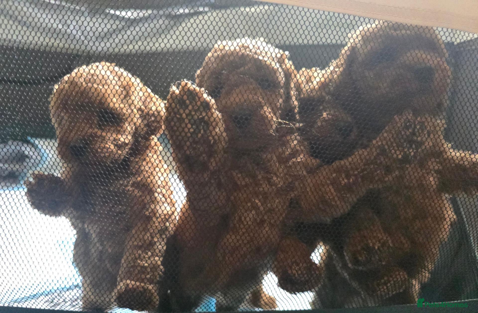 Poodle dogs Toy poodle puppies  - Advert 5