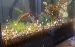 Cichlids fish for sale: Baby polar parrots  - Image 2