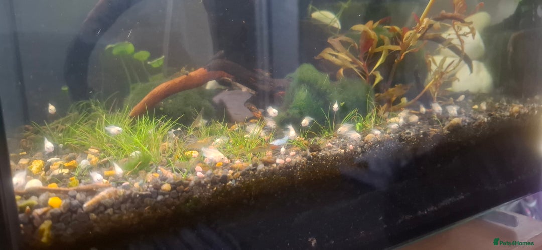 Cichlids fish for sale: Baby polar parrots  - Image 2