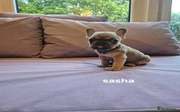 French Bulldog dogs for sale: Quality litter French Bulldogs - Image 2