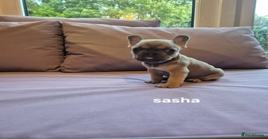 French Bulldog dogs - Advert 15
