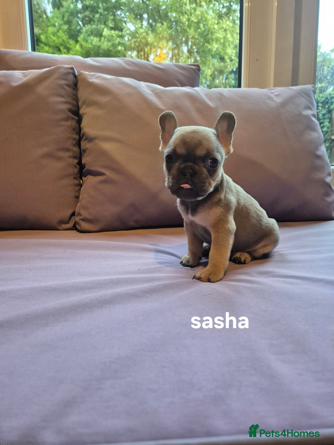 French Bulldog dogs for sale: Quality litter French Bulldogs - Image 2