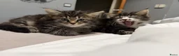 Mixed Breed cats for sale: BEAUTIFUL HOME REARED TABBY KITTENS ready 19/08/26 - Advert 31