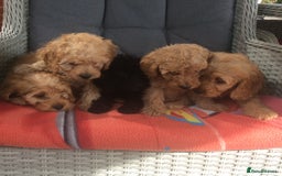 Cockapoo dogs for sale: gorgeous mixed litter of cockapoos  - Image 8