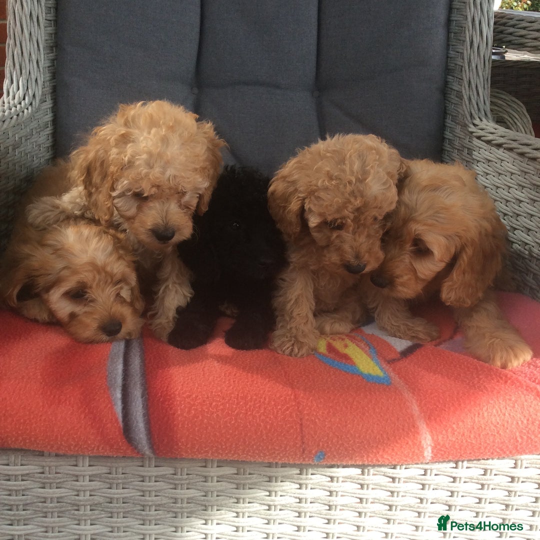 Cockapoo dogs for sale: gorgeous mixed litter of cockapoos  - Image 8