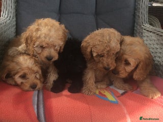 Cockapoo dogs - Advert 12