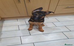 German Shepherd dogs for sale: Beautiful German Shepherd pups Blk / Tan Ready Now - Image 14