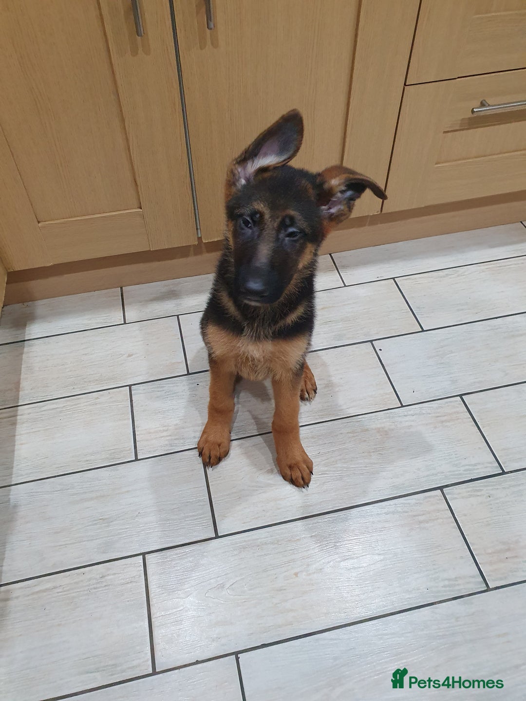 German Shepherd dogs for sale: Beautiful German Shepherd pups Blk / Tan Ready Now - Image 14
