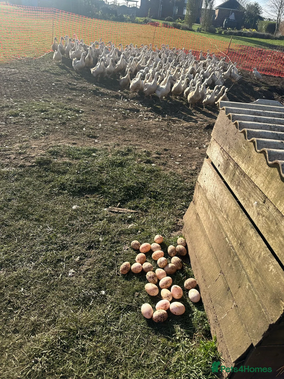 Ducks poultry for sale: White Campbell/Cherry Vally/Aylsburys  in Spalding - Advert 2