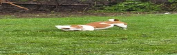 Mixed Breed dogs for sale: For Sale: Freckles and Sammy - Advert 4