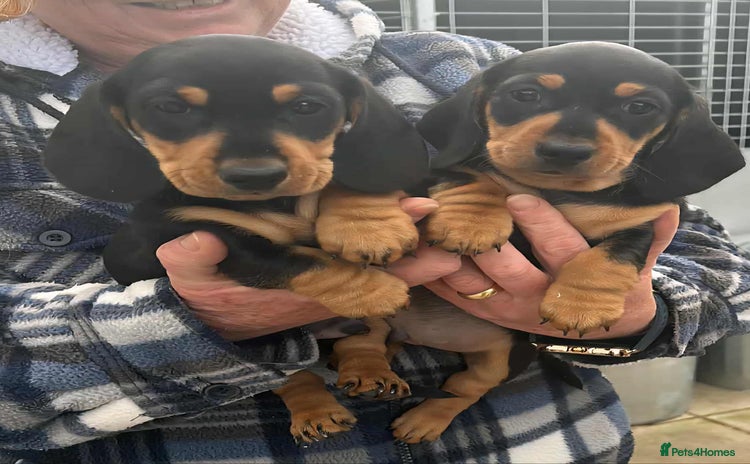 Miniature Dachshund dogs - Advert 2