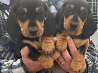 Miniature Dachshund dogs - Advert 6