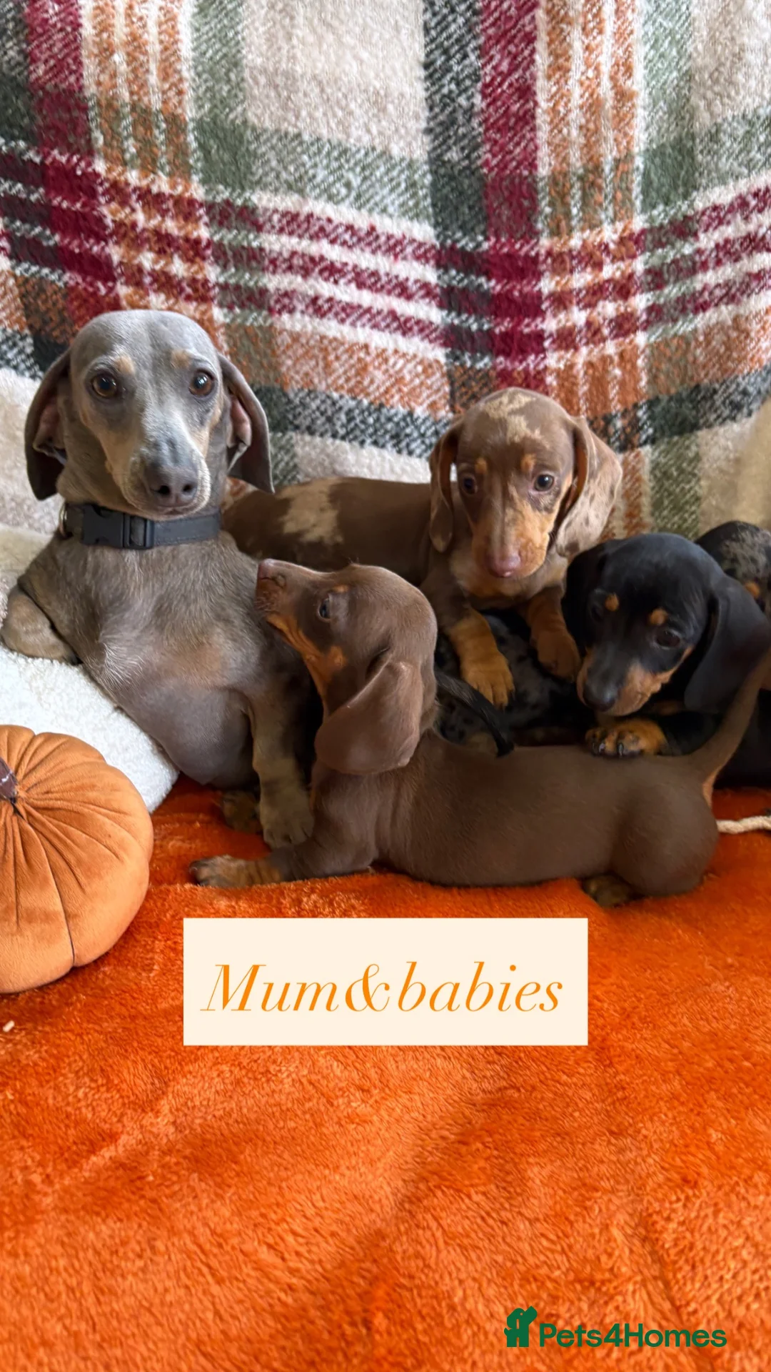 Dachshund dogs for sale: 5 beautiful dachshund girls  - Advert 1