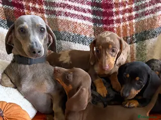 Dachshund dogs 5 beautiful dachshund girls - Advert 1