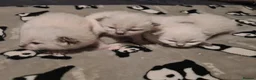 Ragdoll cats for sale: Ragdoll kittens  - Advert 6