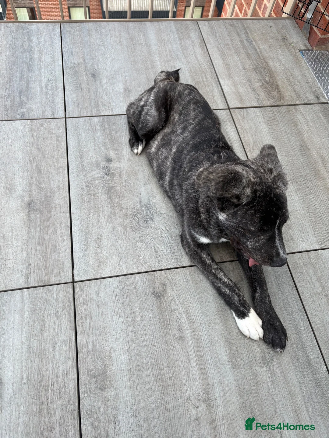 Mixed Breed dogs for sale: Rehoming  in Rainham - Advert 2