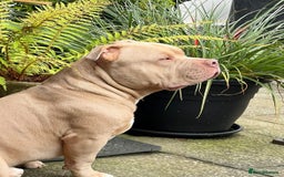 American Bully dogs for sale: For rehome - Image 8