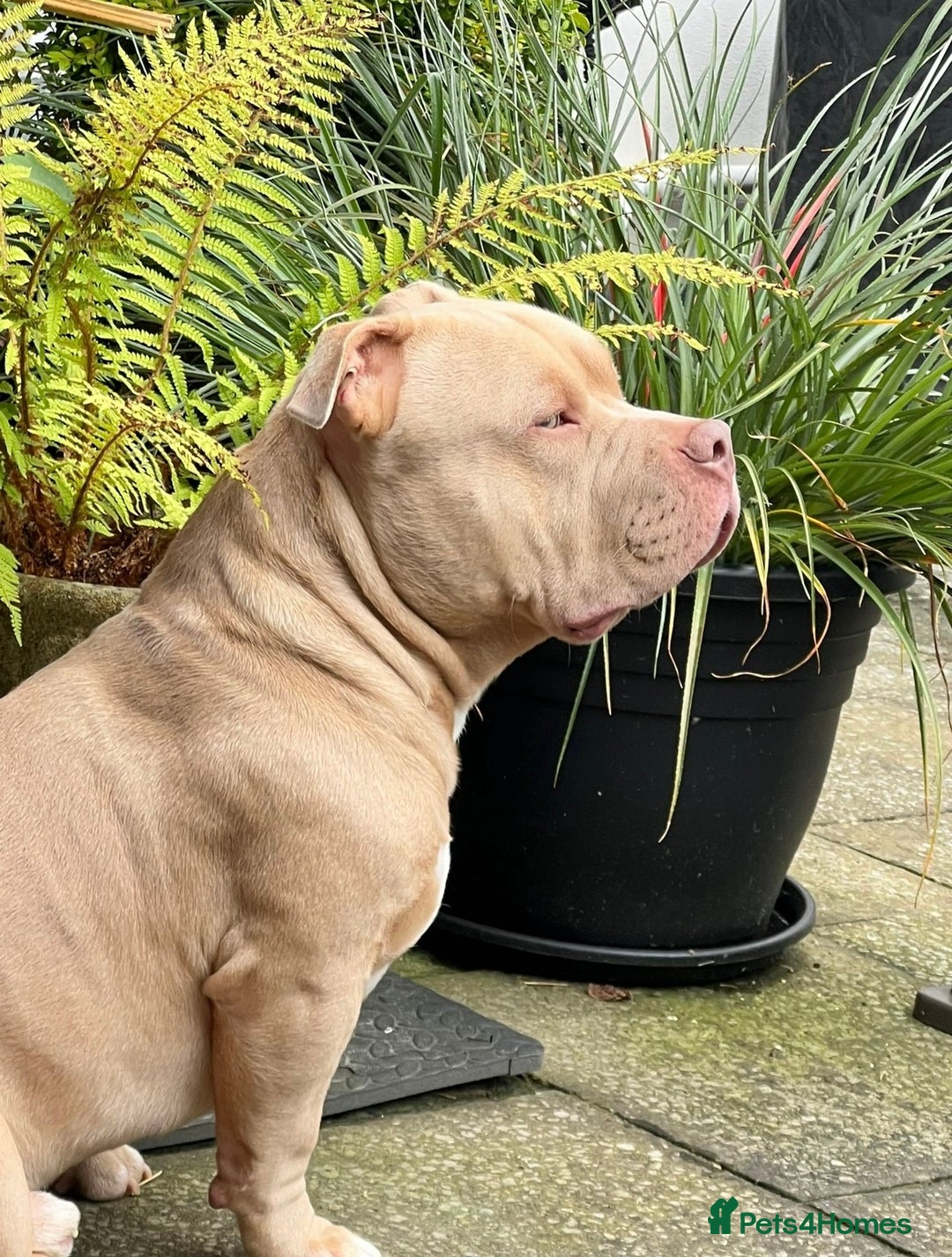 American Bully dogs for sale: For rehome - Image 8