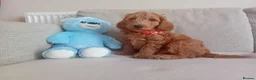 Goldendoodle dogs for sale: Adorable Goldendoodle Puppies - Advert 9