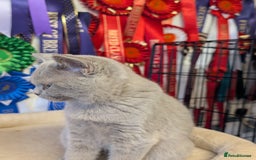 British Shorthair cats for sale: Beautiful full pedigree British  - Image 5