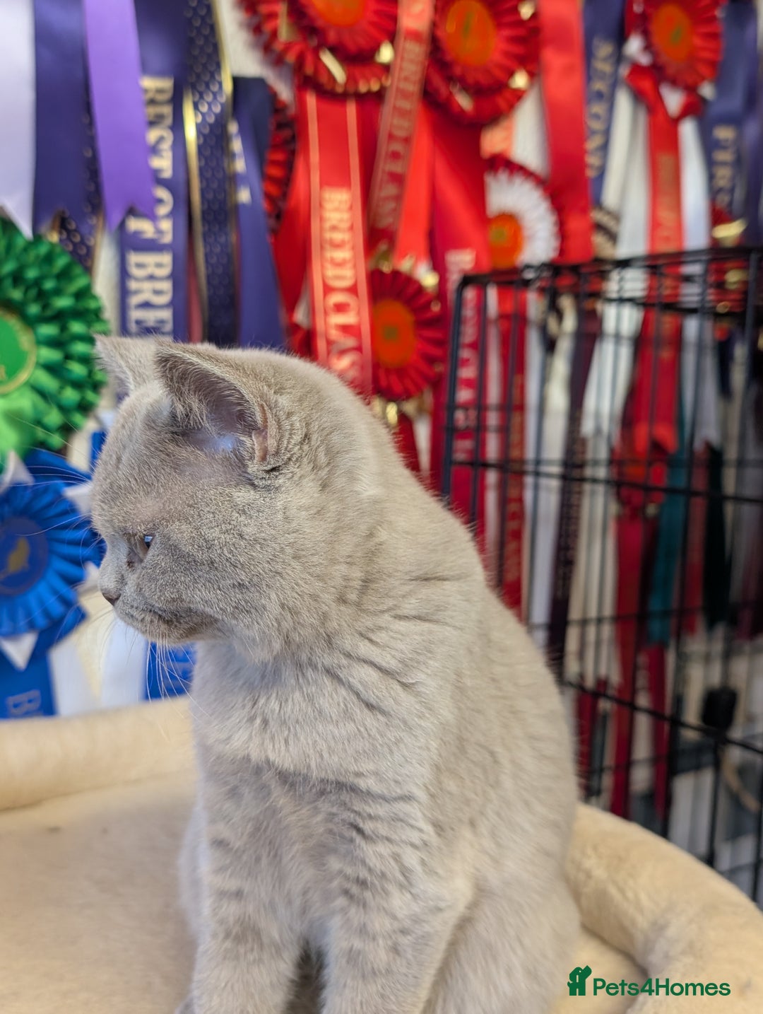 British Shorthair cats for sale: Beautiful full pedigree British  - Image 5