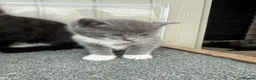 Mixed Breed cats for sale: Gorgeous Grey / Blue Girls  - Advert 6