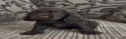 Cocker Spaniel dogs for sale: 🌟Gorgeous 100% show type cocker spaniel puppies⭐  - Advert 11