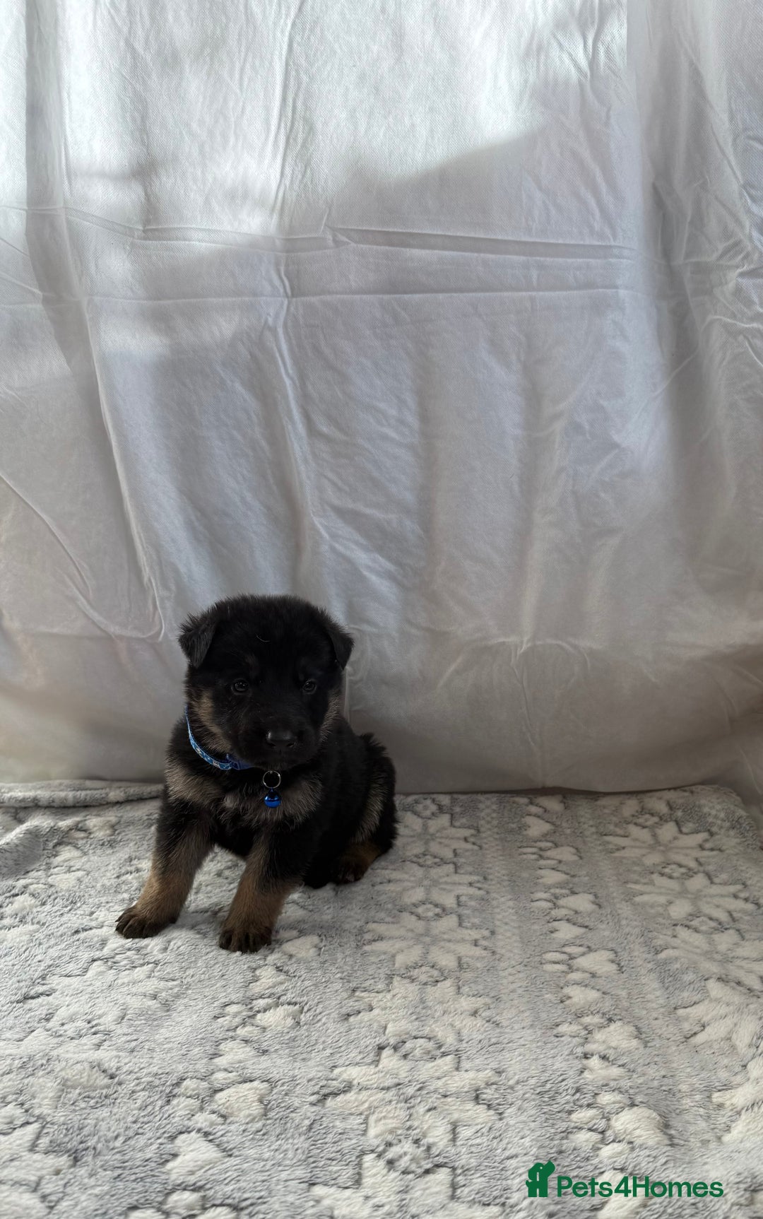 German Shepherd dogs for sale: KC Registered & Bred From Health Tested Parents  - Advert 37