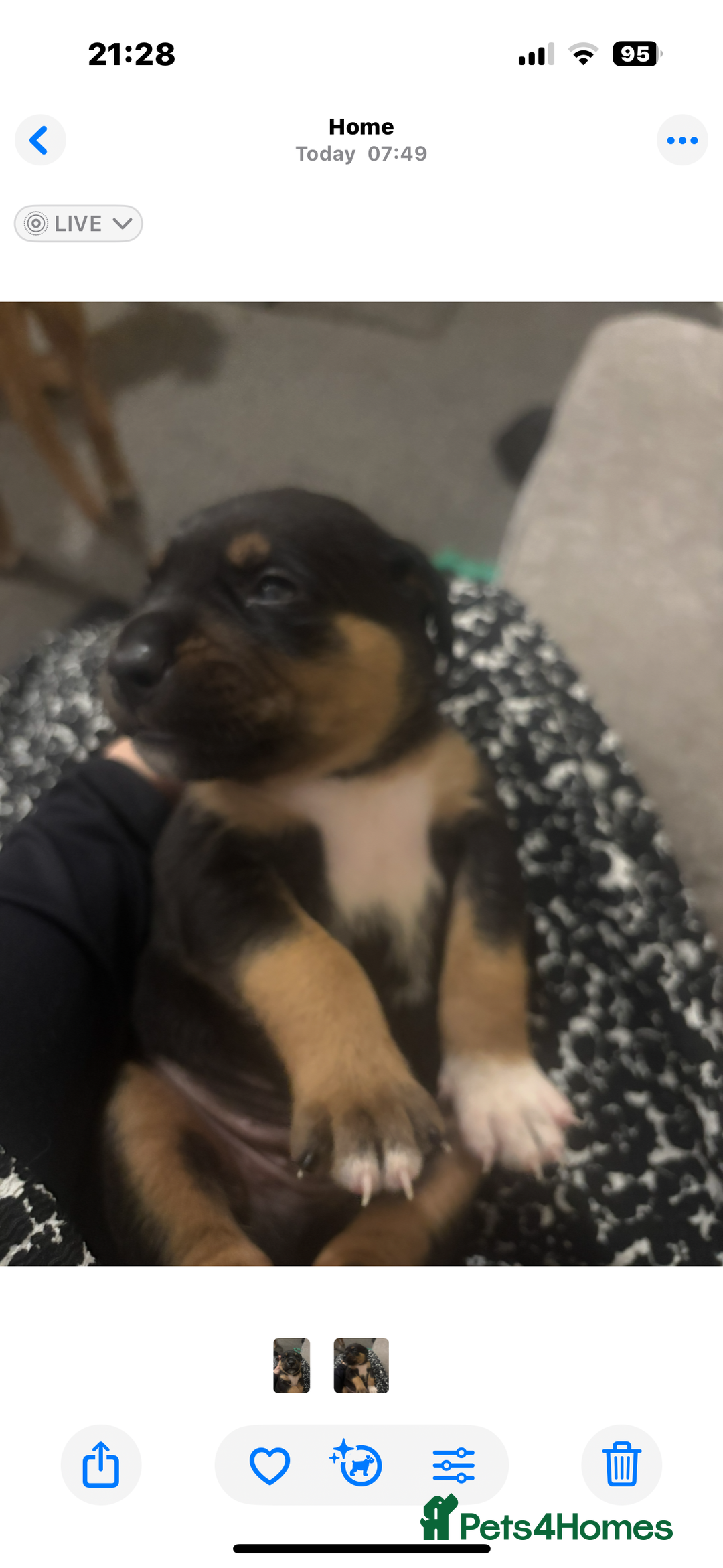 Mixed Breed dogs for sale: My surprise litter - Advert 17