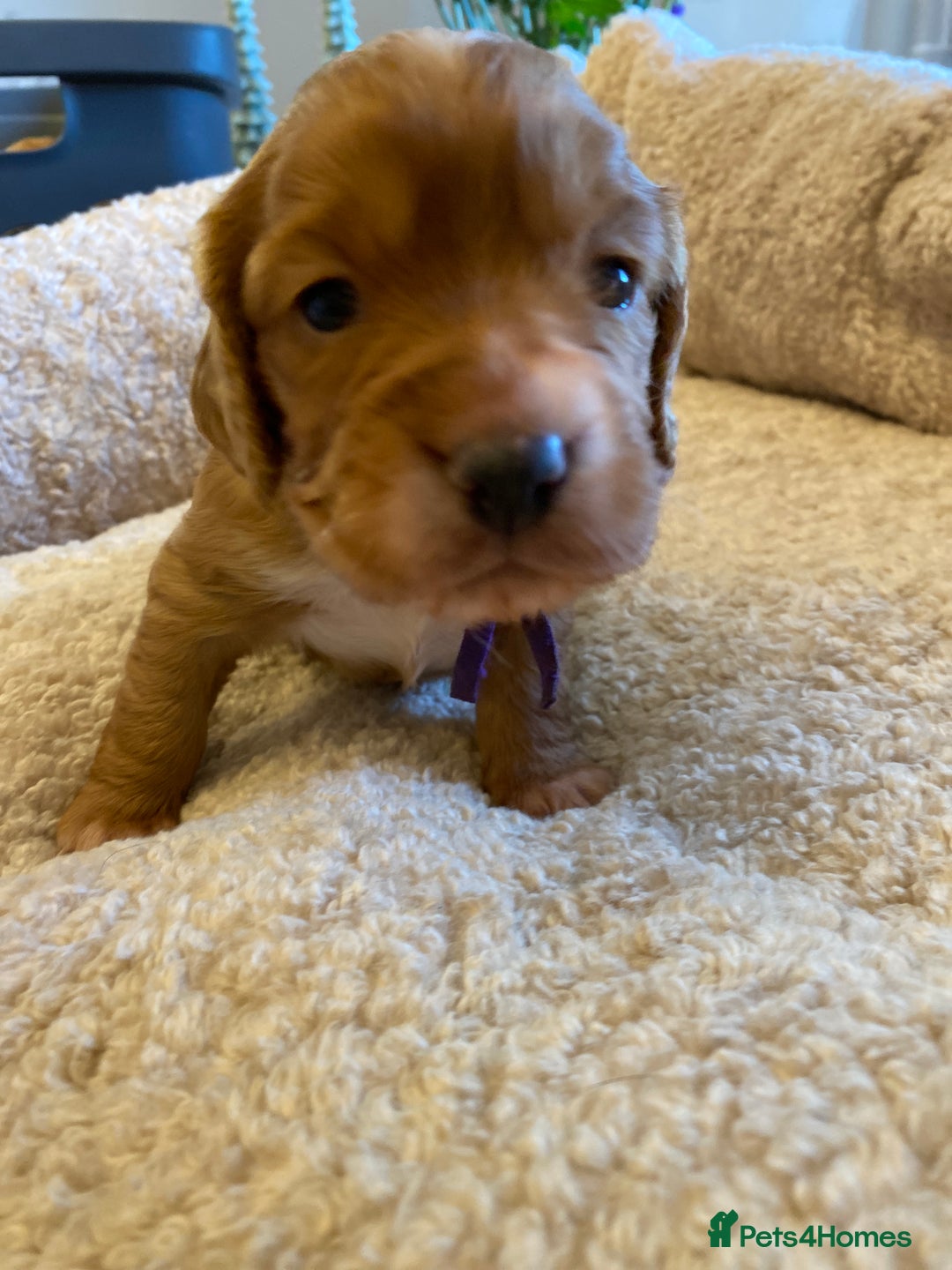 Cocker Spaniel dogs for sale: KC Working Cocker Spaniel Puppies  - Advert 8