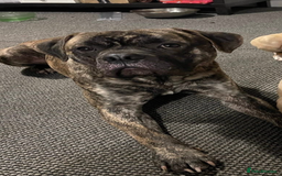 Mixed Breed dogs for sale: Rehoming these 2 beauties - Image 3