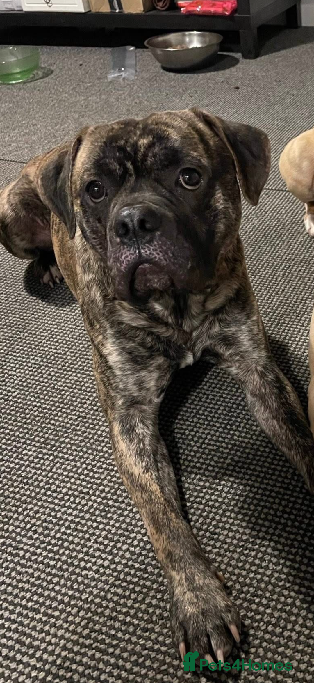 Mixed Breed dogs for sale: Rehoming these 2 beauties - Image 3