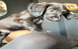 Cocker Spaniel dogs for sale: cockerspaniels  - Image 7