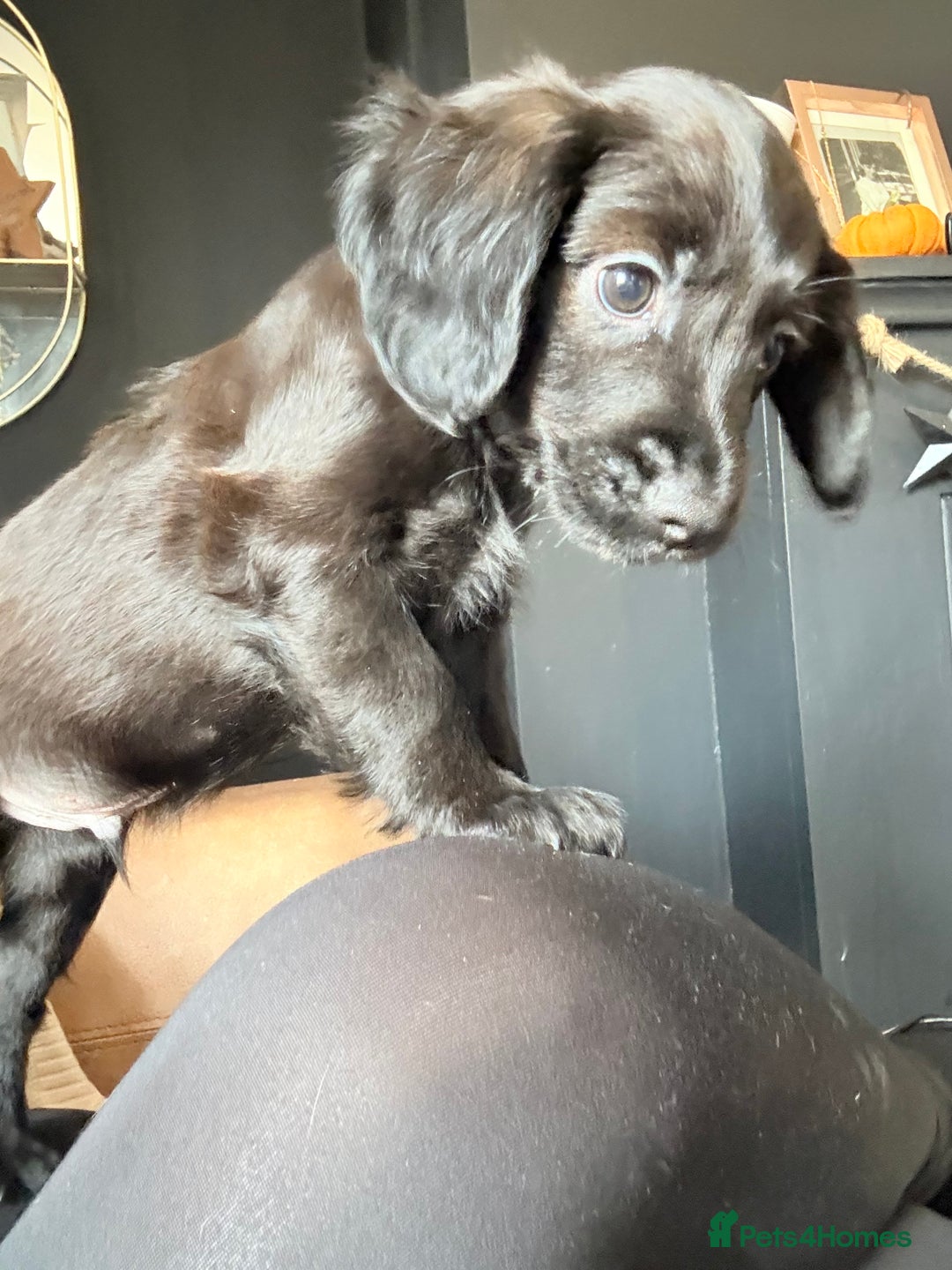 Cocker Spaniel dogs for sale: cockerspaniels  - Image 7