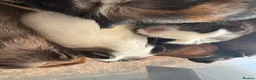 Guinea Pig rodents for sale: Young Male guinea pigs ready to leave soon  - Advert 3