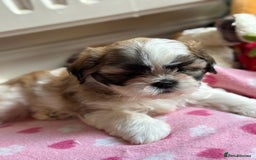 Shih Tzu dogs for sale: Shih tzu puppie for sale  - Image 6