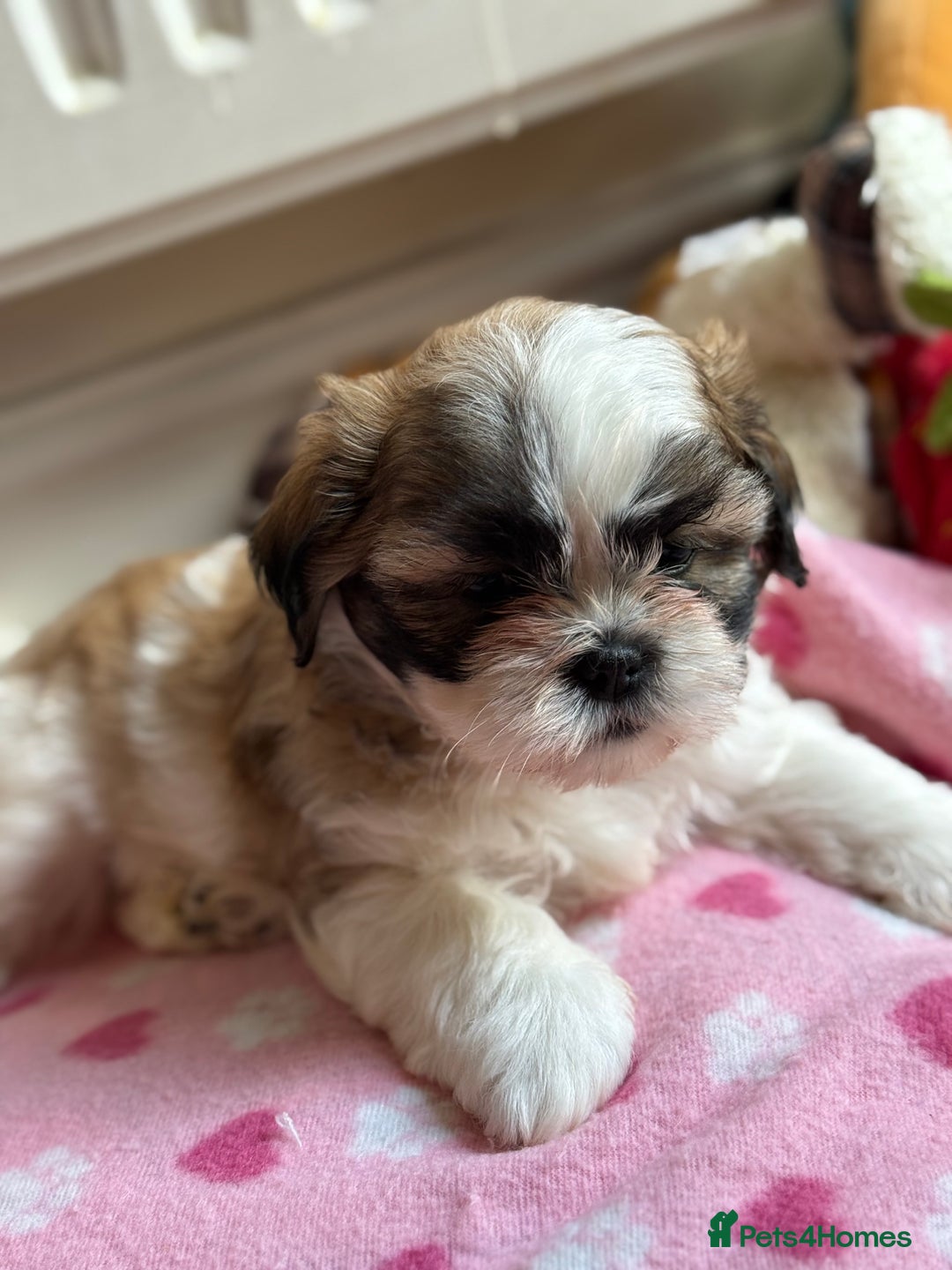 Shih Tzu dogs for sale: Shih tzu puppie for sale  - Image 6