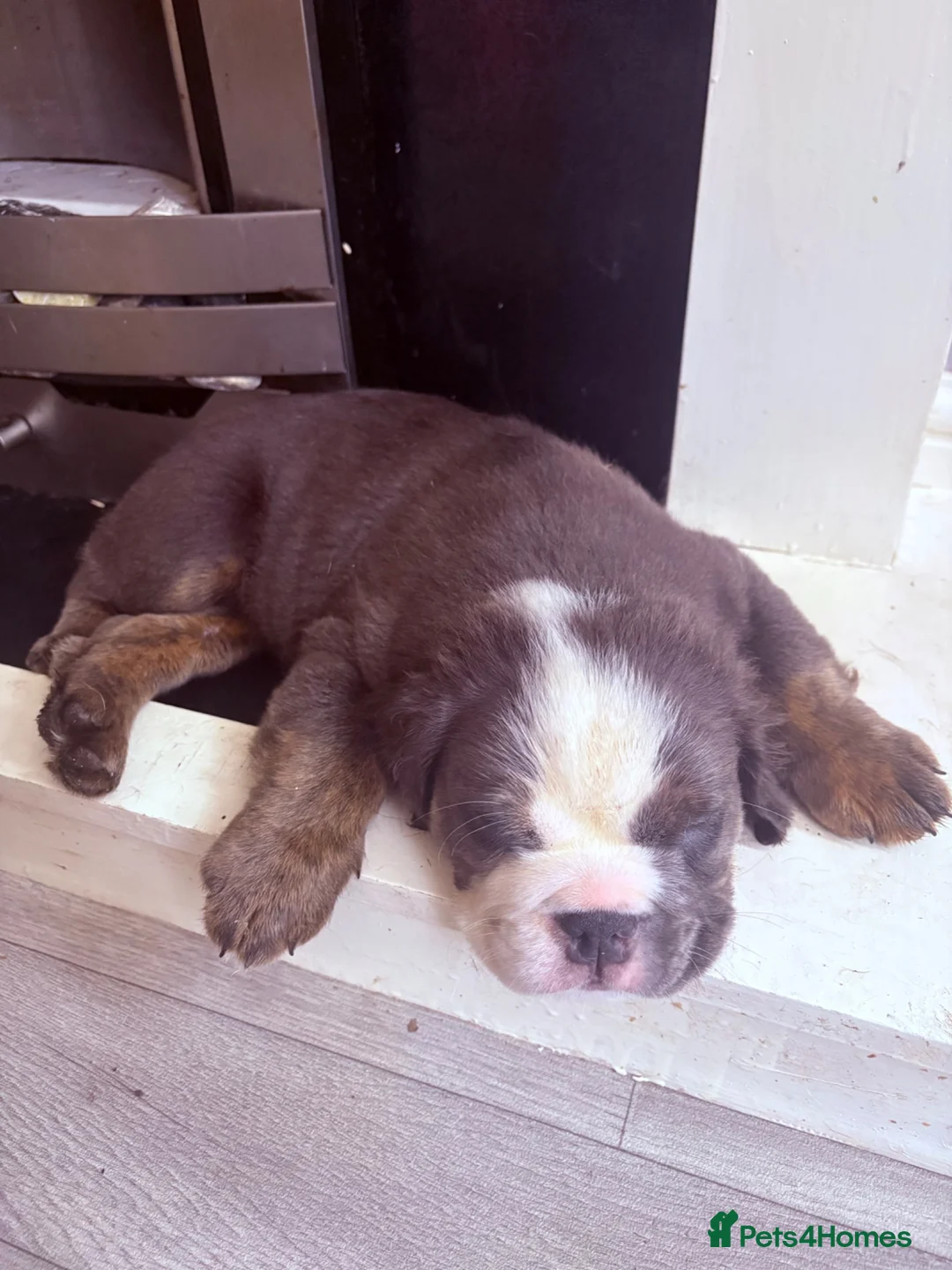 English Bulldog dogs for sale: ‼️REDUCED‼️STUNNiNG DWKC ENGLISH BULLDOG PUPPIES - Advert 2