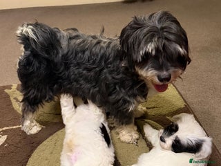 Havanese dogs - Advert 1