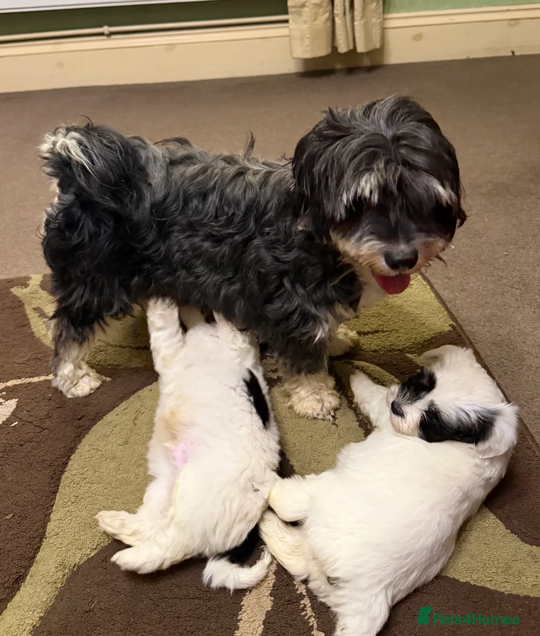 Havanese dogs for sale: ***Beautiful Havanese Puppies *** - Advert 7