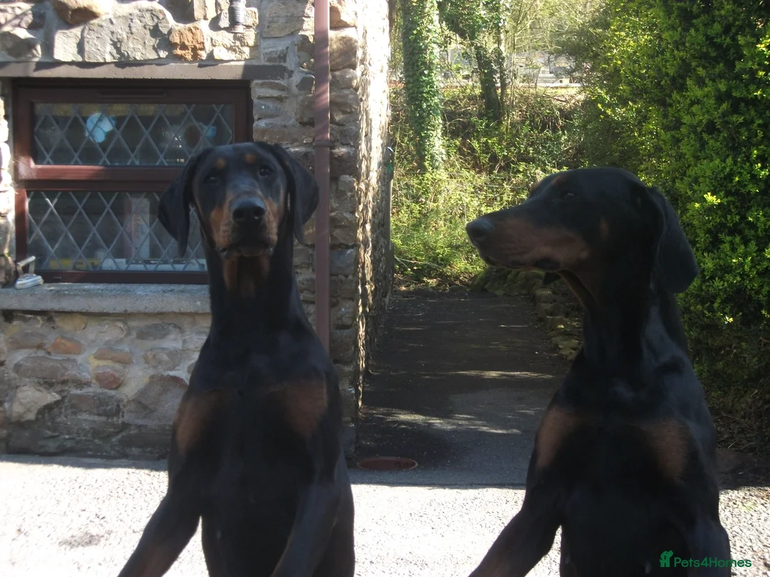 Dobermann dogs for sale: Torcheney Puppies Due March 2026 - Wait List Open - Advert 16