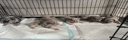 Frug dogs for sale: 6 stunning blue Merle Frug puppies  in Eastleigh - Advert 13