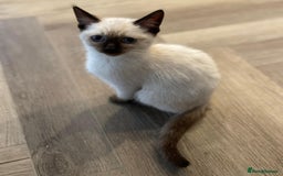Ragdoll cats for sale: Pure Bred Ragdoll kittens offers welcome  - Image 6