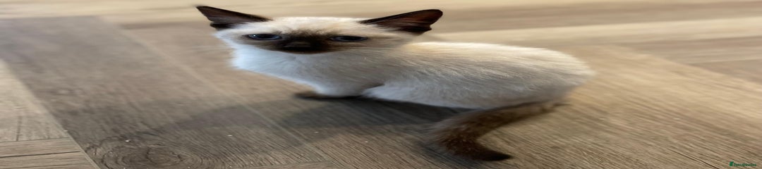 Ragdoll Kitten 2
