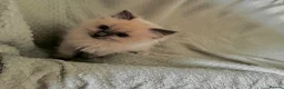Ragdoll cats for sale: Beautiful pure ragdolls  - Advert 30