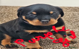 Rottweiler dogs for sale: Pure breed Rottweiler  - Image 27