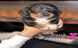 Dachshund dogs for sale: Beautiful miniature dachshund puppies - Image 6