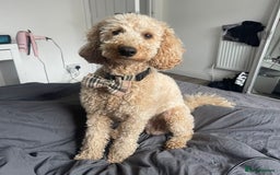 Miniature Poodle dogs for stud: KC Registered Apricot Miniature Poodle in Dronfield - Image 6